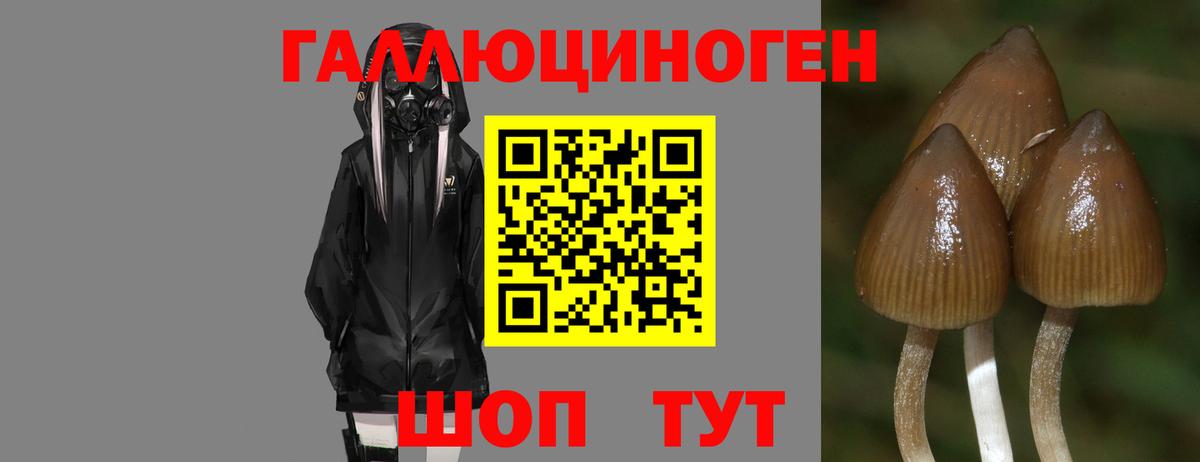 Псилоцибиновые грибы мицелий  купить наркотик  Северск  Вход с VPN 